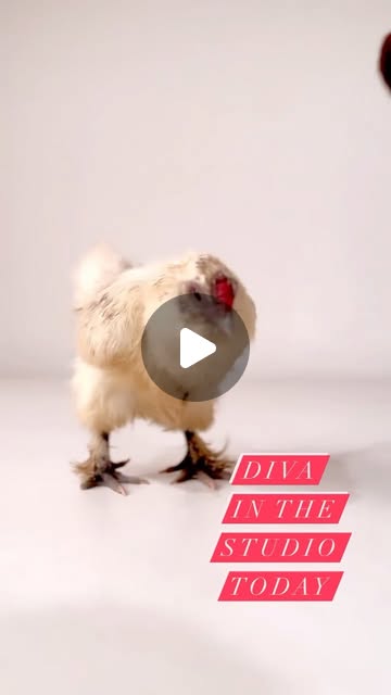 Diva getting ready for the camera room today!
