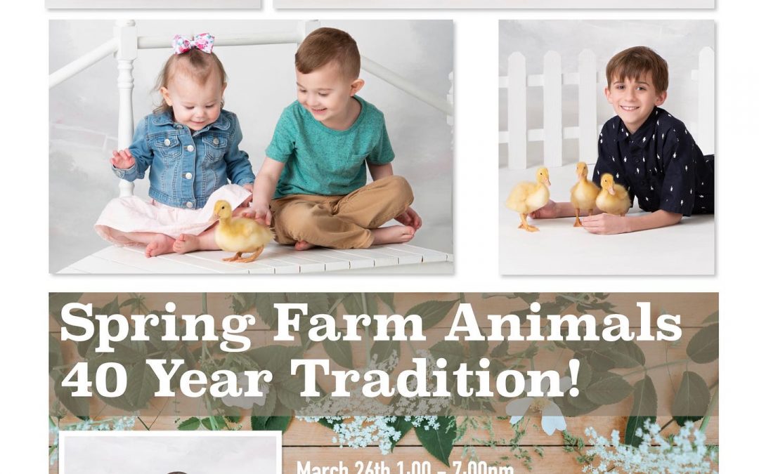 The Baby Ducks & Bunny are coming!
