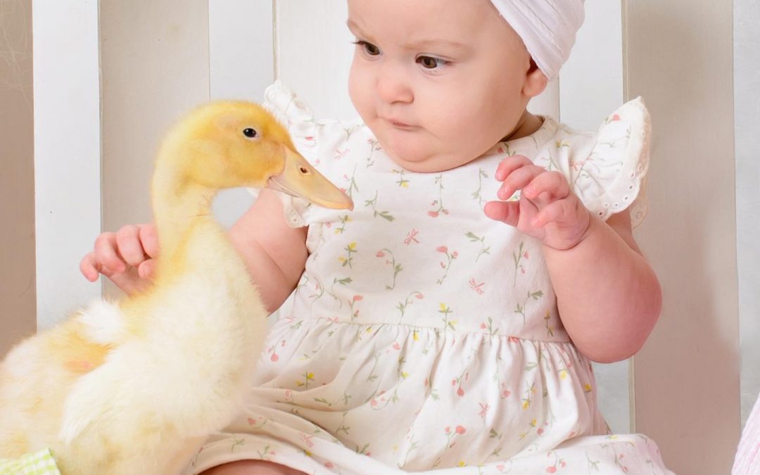 Another wonderful session of the Spring Farm Animals – a tradition at Studio One for…